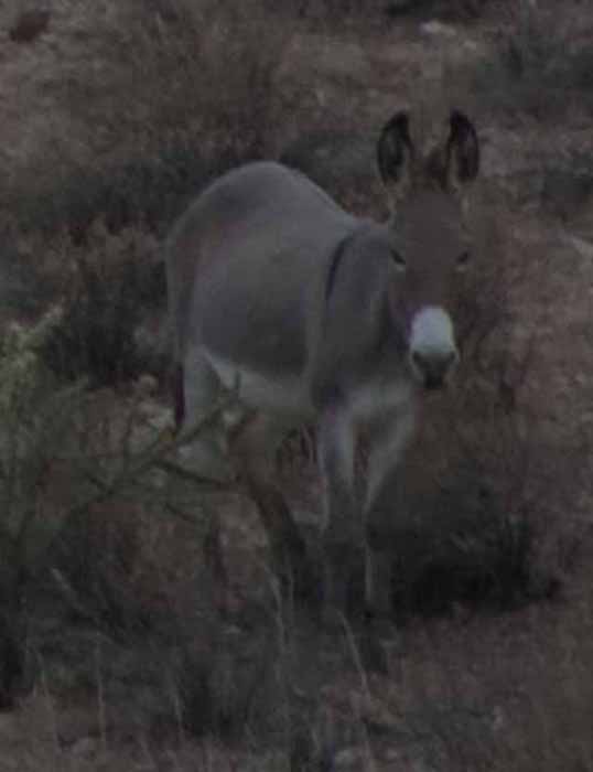 wild burros